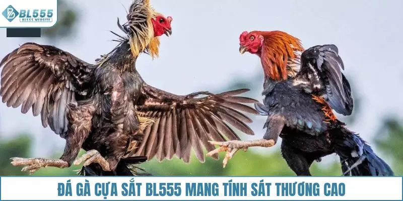 Đá gà cựa sắt BL555 mang tính sát thương cao