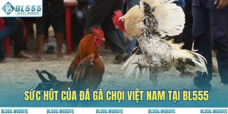 Sức hút của đá gà chọi Việt Nam tại BL555 